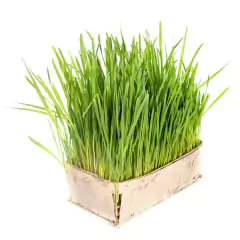 Imagem do Sementes de Grama dos Gatos (Cat Grass) Blueline TOPSEED