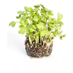 Sementes Brotos Microverdes de Couve Mahara (100g) ISLA - comprar online