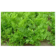 Sementes de Levistico Erva/Maggi Blueline (1g) TOPSEED - Cultiv.me