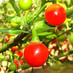 Imagem do Sementes de Pimenta Bode (Vermelha) TOPSEED