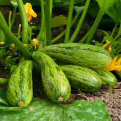 Sementes Abobrinha Caserta TOPSEED - comprar online