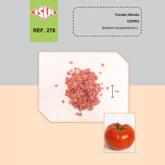Semente Tomate Híbrido Salada Cedro (50 sementes) ISLA na internet