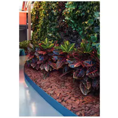 Casca de Pinus Polida G (2,5kg) VITAPLAN - Cultiv.me