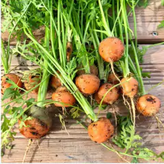 Sementes de Cenoura Planeta (Bolinha) Blueline TOPSEED - loja online