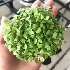 Sementes Brotos Microverdes de Manjericão Shanti Super ISLA na internet