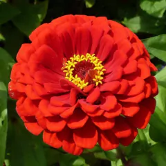 Sementes Zinnia Dahliaflora Vermelha Gigante Califórnia ISLA - comprar online