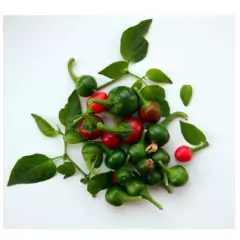 Sementes de Pimenta Redonda para Vaso TOPSEED - Cultiv.me