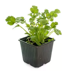 Sementes de Coentro Português (100g) TOPSEED - loja online