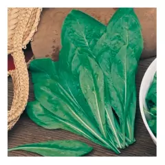 Sementes de Almeirão Verde Spadona ISLA na internet
