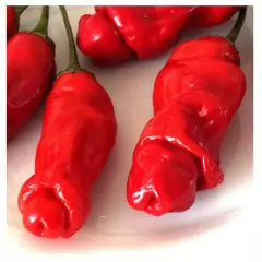 Sementes de Pimenta Peter Pepper TOPSEED - Cultiv.me