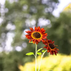 Sementes de Girassol Sol Vermelho ISLA - comprar online
