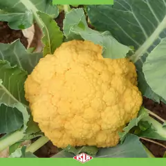 Sementes de Couve-flor Híbrida Cheddar (50 Sementes) ISLA - loja online