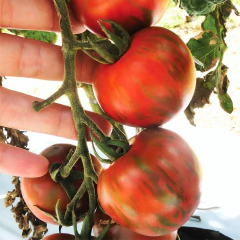 Imagem do Semente Tomate Híbrido Coquetel Redondo Tigre (20) ISLA