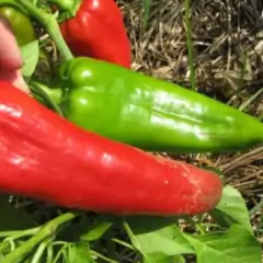 Sementes de Pimenta Hibrida Alongada Ibaté (20 Sementes)ISLA - Cultiv.me