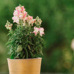 Sementes Antirrhinum Boca-de-Leão Anã (Sortida) Super ISLA