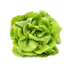 Sementes de Alface Romana Balão TOPSEED - loja online