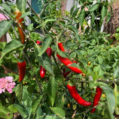 Imagem do Sementes de Pimenta Cayenne (Dedo de Moça) Super ISLA