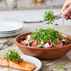 Sementes Broto Microverdes Rúcula Cultivada (100g) ISLA