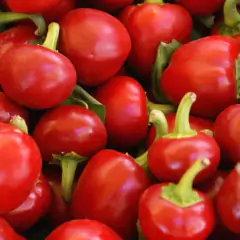 Sementes de Pimenta Bode (Vermelha) TOPSEED - Cultiv.me