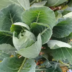 Sementes de Couve-Manteiga da Geórgia (50g) TOPSEED - Cultiv.me