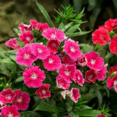 Sementes de Cravina Barbatus (Sortida) TOPSEED - comprar online