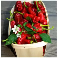 Sementes de Pimenta Peter Pepper TOPSEED - loja online