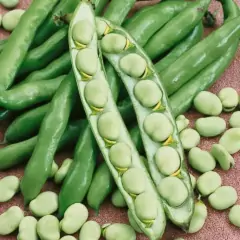 Sementes de Fava de Sevilha (100g) ISLA na internet