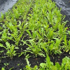 Sementes de Rúcula Rokita (50g) ISLA - loja online