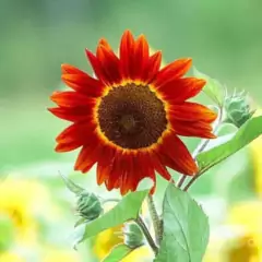 Imagem do Sementes de Girassol Sol Noturno ISLA