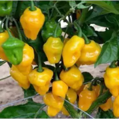 Sementes de Pimenta de Cheiro do Norte TOPSEED na internet