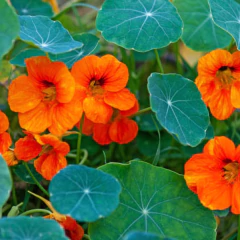 Imagem do Sementes de Capuchinha Anã Tango ISLA