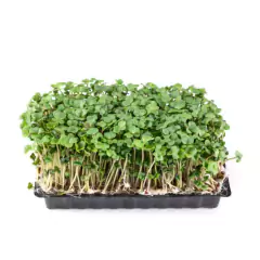 Sementes Brotos Microverdes de Rúcula Surya (500g) ISLA - Cultiv.me