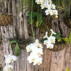 Imagem do Meio Vaso de Parede em Fibra de Coco (35cm) TOP GARDEN