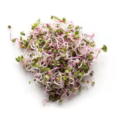 Sementes Brotos Microverdes de Rabanete Indra (100g) ISLA na internet