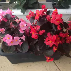 Sementes de Begônia Semperflorens SUPER ISLA - comprar online