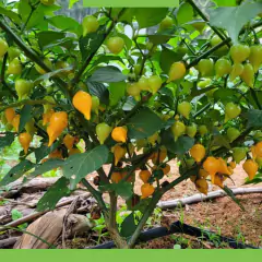 Sementes de Pimenta Guadalajara (Biquinho Amarela) FELTRIN - loja online