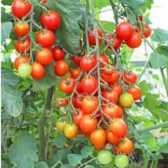 Sementes de Tomate Cereja Samambaia Blueline TOPSEED - loja online
