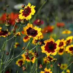 Sementes de Coreopsis Elegant (Sortida) TOPSEED - comprar online