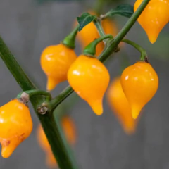 Sementes de Pimenta Airetama (Biquinho Amarela) Super ISLA