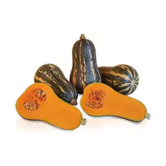 Sementes de Abóbora Hibrida Bárbara Super ISLA - comprar online