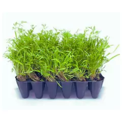 Imagem do Sementes Brotos de Microverdes de Cenoura Radesh Super ISLA