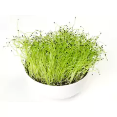 Sementes Brotos Microverdes de Cebola Durga ISLA - comprar online