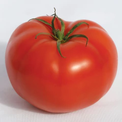 Imagem do Semente Tomate Híbrido Salada Cedro (50 sementes) ISLA