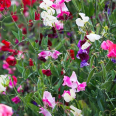 Sementes de Lathyrus Ervilha-de-Cheiro (Sortido) ISLA - Cultiv.me