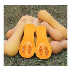 Sementes de Abóbora Menina Creme [Butternut] TOPSEED - Cultiv.me