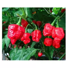 Sementes Pimenta Cowboy [Trinidad Scorpion Vermelha] FELTRIN - comprar online