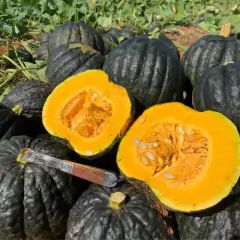 Sementes de Abóbora Híbrida Tetsukabuto (50g) TOPSEED na internet