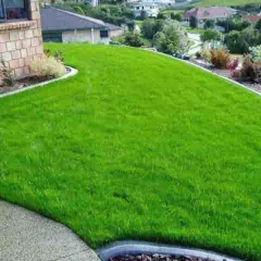 Sementes de Grama para Jardim (Folha Fina) Blueline TOPSEED