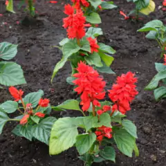 Sementes de Sálvia Splenders Incêndio TOPSEED - comprar online