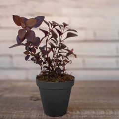 Vaso Sampa (16x14 cm) Cor Grafite VASART - Cultiv.me